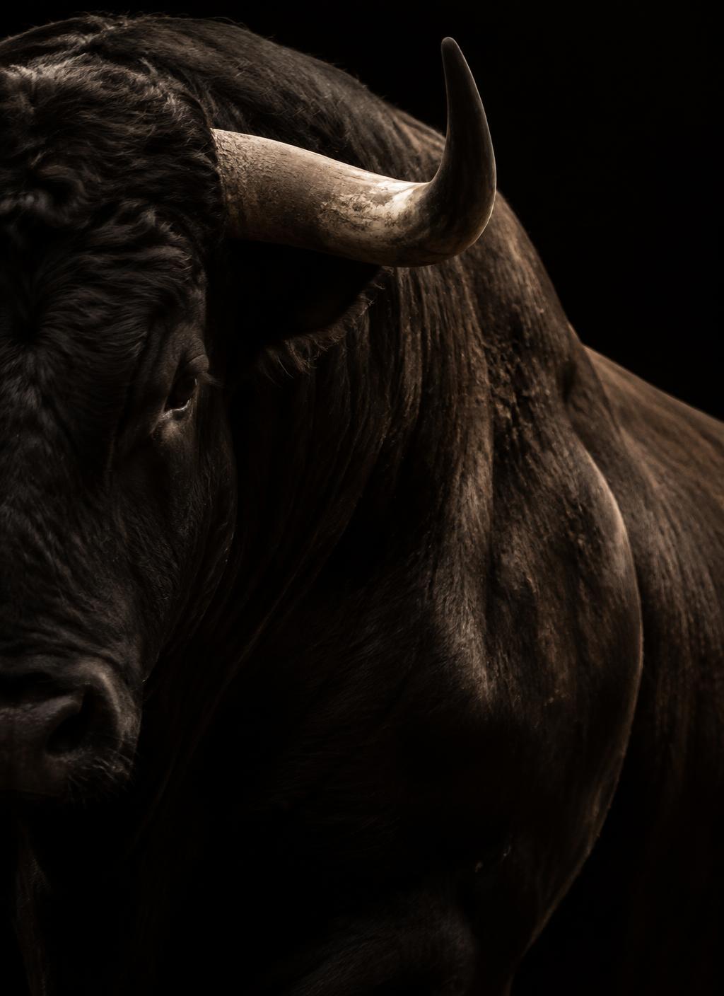 Sculptural close-up of a Spanish bull’s horn and shoulder in deep shadow
