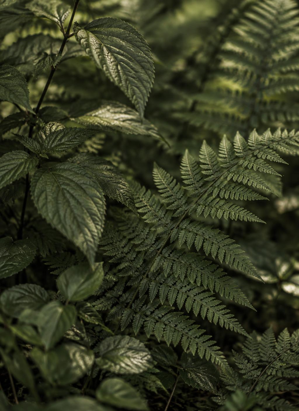 Layered fern leaves in soft olive light